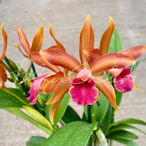 Rth. Nobile's Ambar — Palmer Orchids